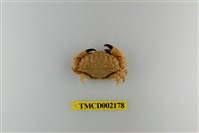 藏品(懷阿魯阿皺蟹)的圖片